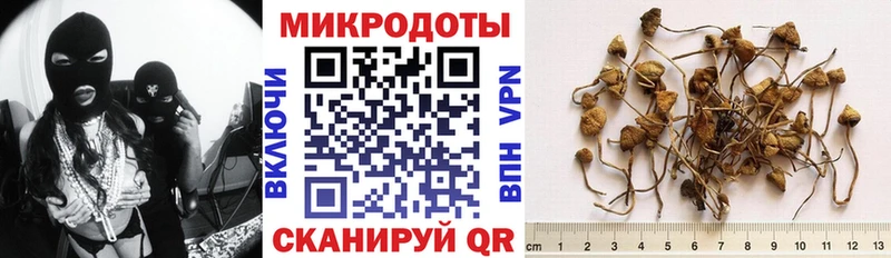 это как зайти  Козельск  Галлюциногенные грибы Psilocybe 